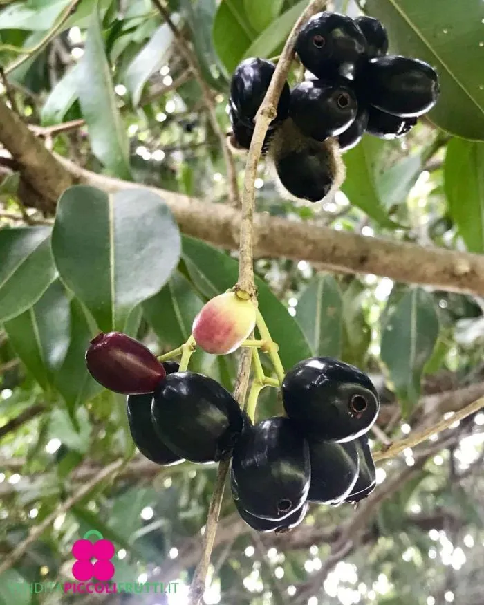 Τζαμπολάν - JAMBOLAN (Syzygium cumini) - 1